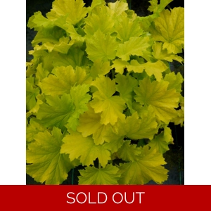 Heuchera 'Lemon Dinosaur'